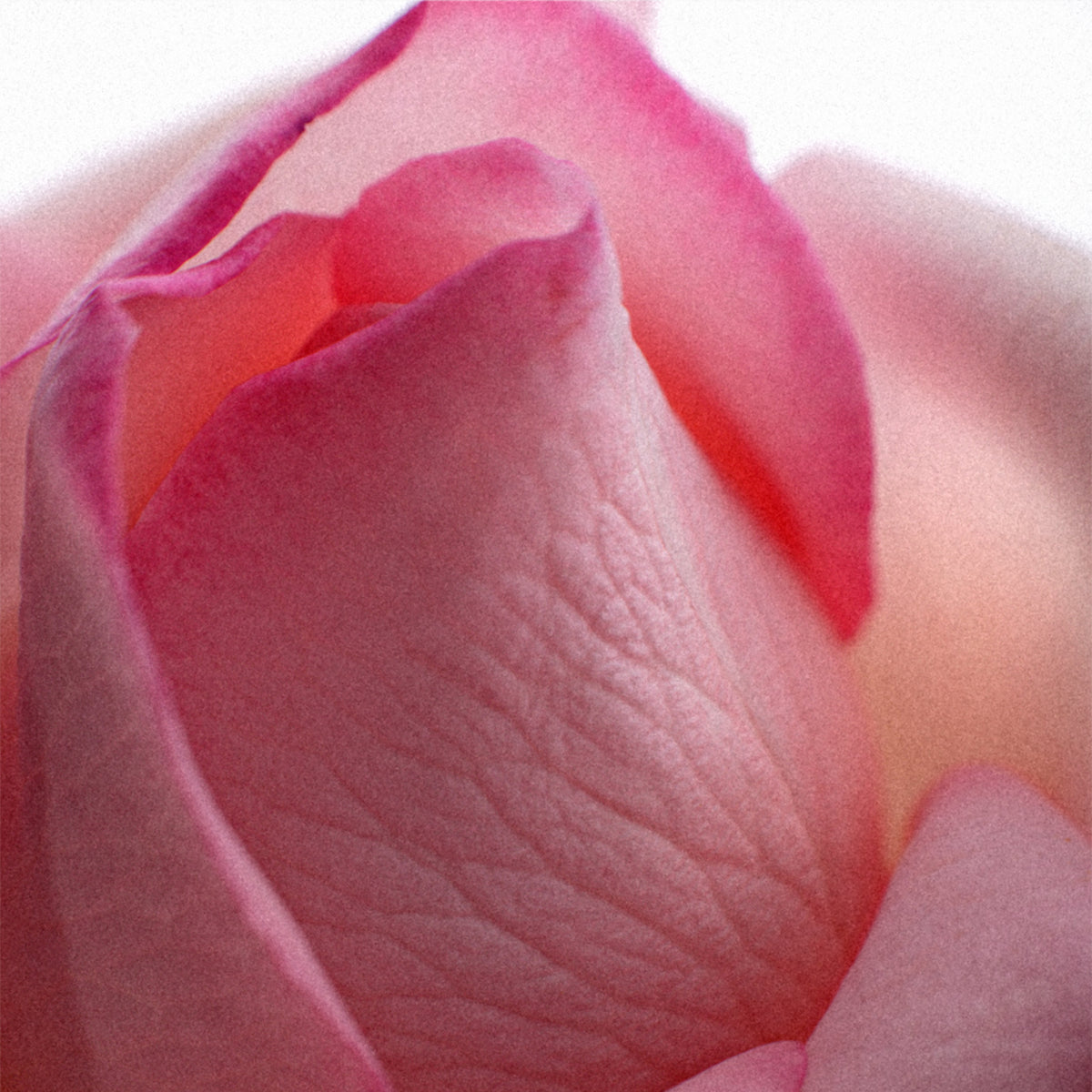 Rose Cream Cake Hand & Body Wash
