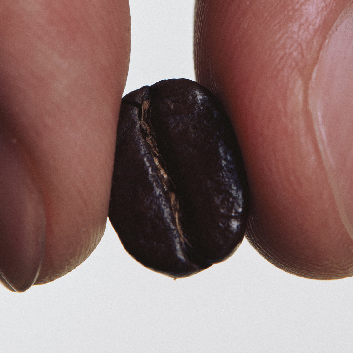 Geisha Coffee Eau de Parfum