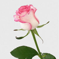 Rose Cream Cake Hand Cream
