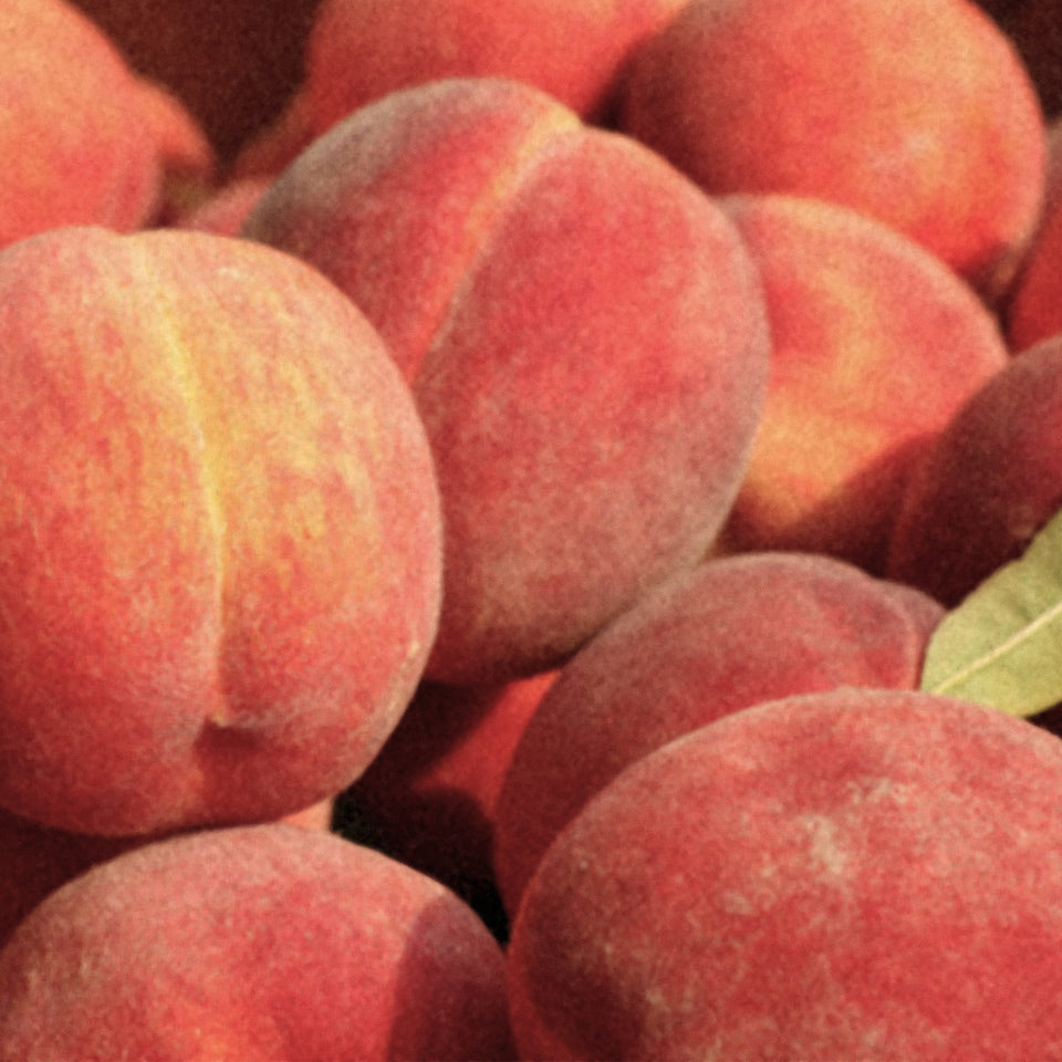 Wild Peach Hand & Body Lotion