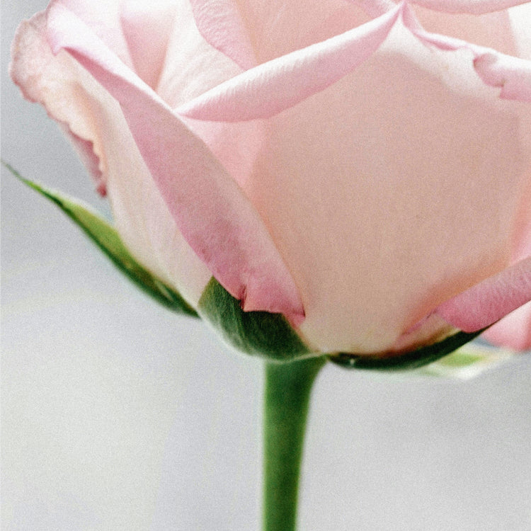 Rose Cream Cake Hand & Body Lotion