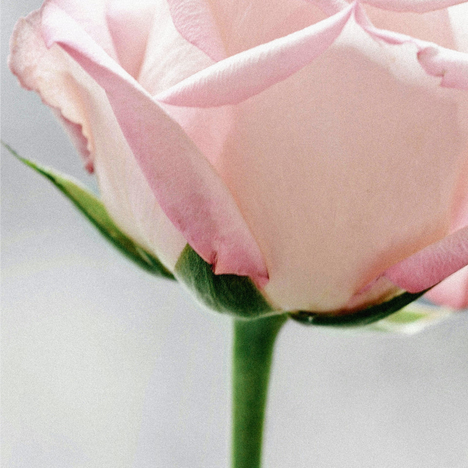 Rose Cream Cake Hand & Body Lotion
